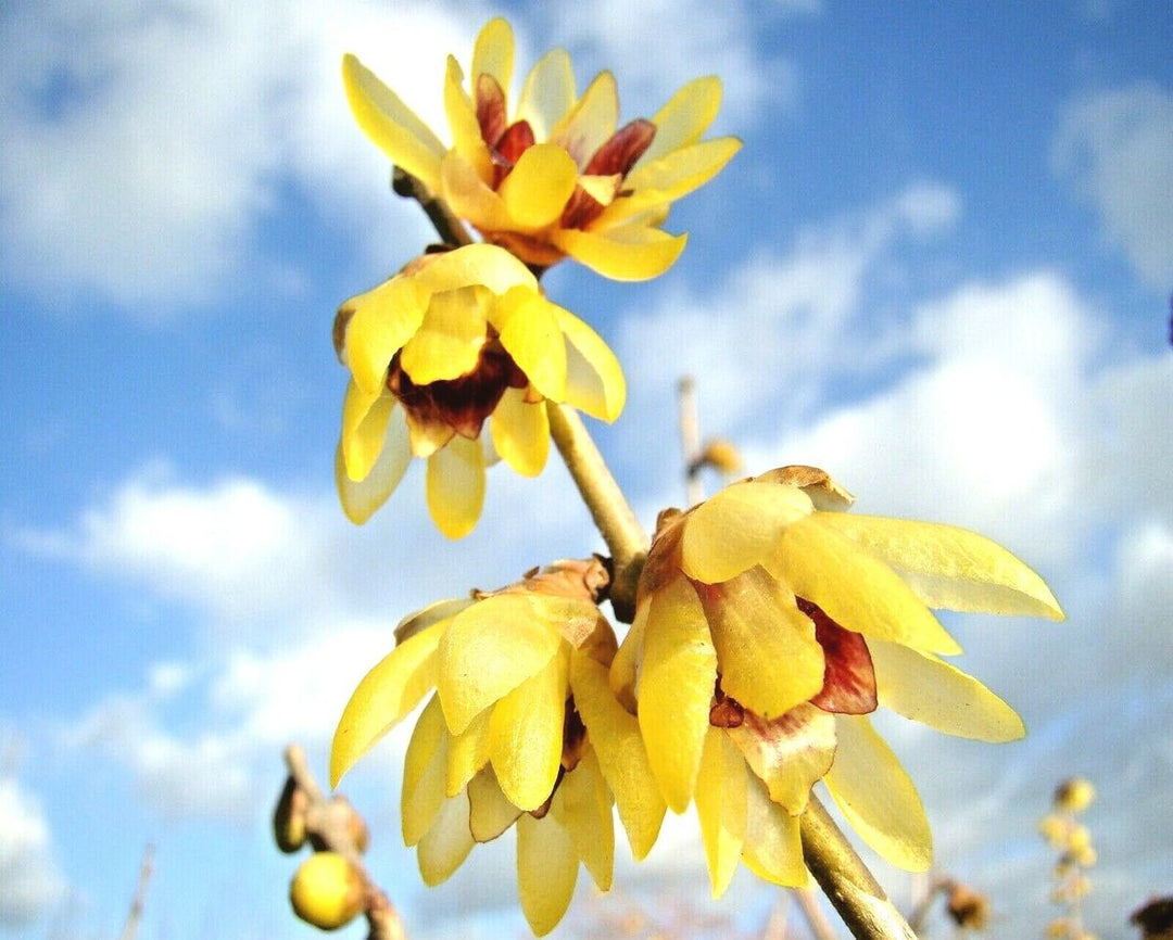 Røde Chimonanthus frø til plantning - 100 stk