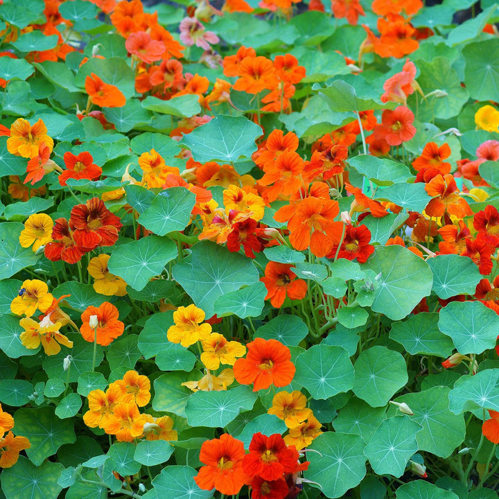 Nasturtium Flower Seeds – Heirloom, Non-GMO, Edible Blooms for Vibrant Garden Planting