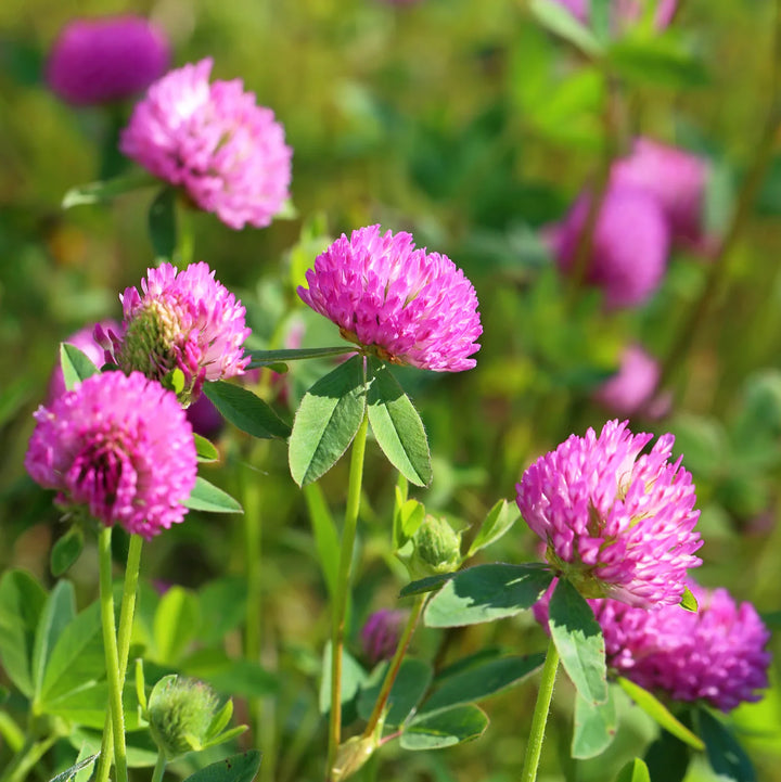 Organic Pink Clover Plant Seeds for Planting – Heirloom, Non-GMO