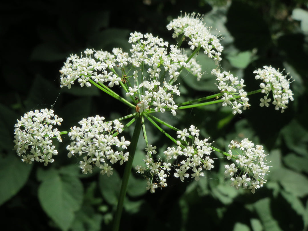 Aegopodium Podagraria Seeds for Planting 100 pcs