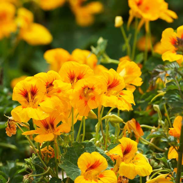 Yellow Red Nasturtium Flower Seeds for Planting, 100 pcs