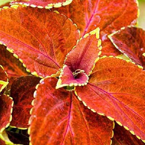 Heirloom Orange Green Coleus Flower Seeds for Planting – Non-GMO, Colorful Ornamental Foliage Variety