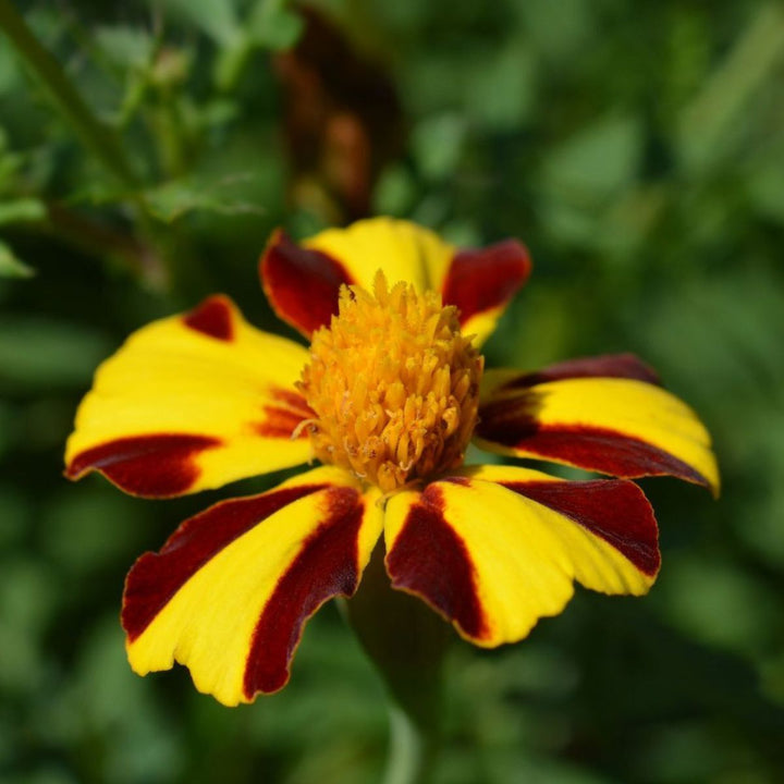 Heirloom Marigold Mr. Majestic Flower Seeds, Non-GMO Striped Blooms for Vibrant Garden Planting