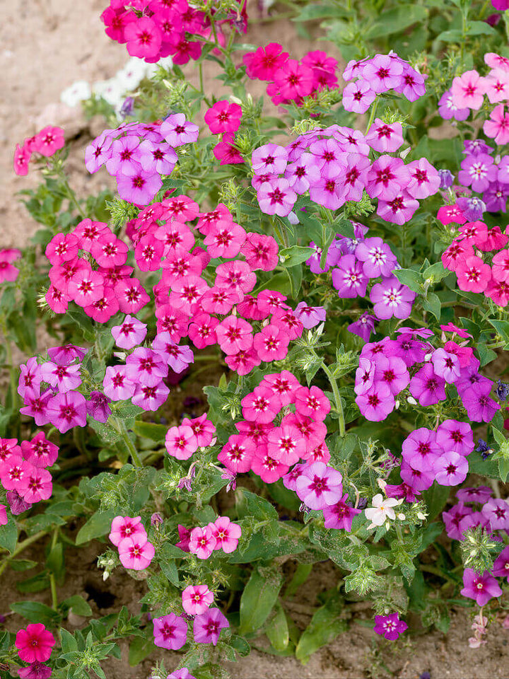 Drummondii blomsterfrø til plantning - 100 stk