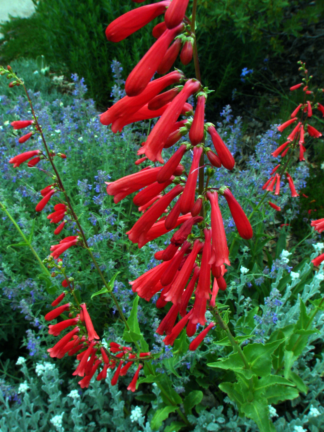 Hummingbird Flower Seeds – Heirloom, Non-GMO, Nectar-Rich Blooms to Attract Pollinators in Garden Planting