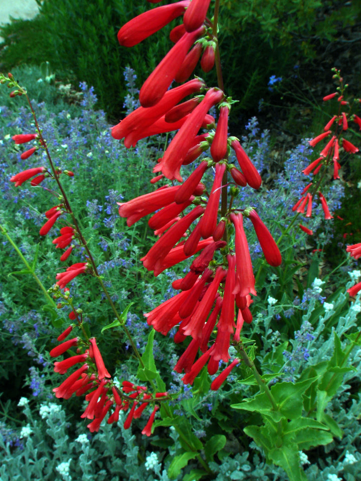 Hummingbird Flower Seeds – Heirloom, Non-GMO, Nectar-Rich Blooms to Attract Pollinators in Garden Planting