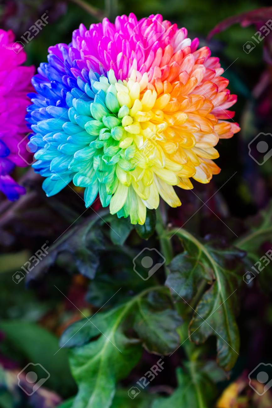 Chrysanthemum Rainbow Flower Seeds for Planting - 100 pcs