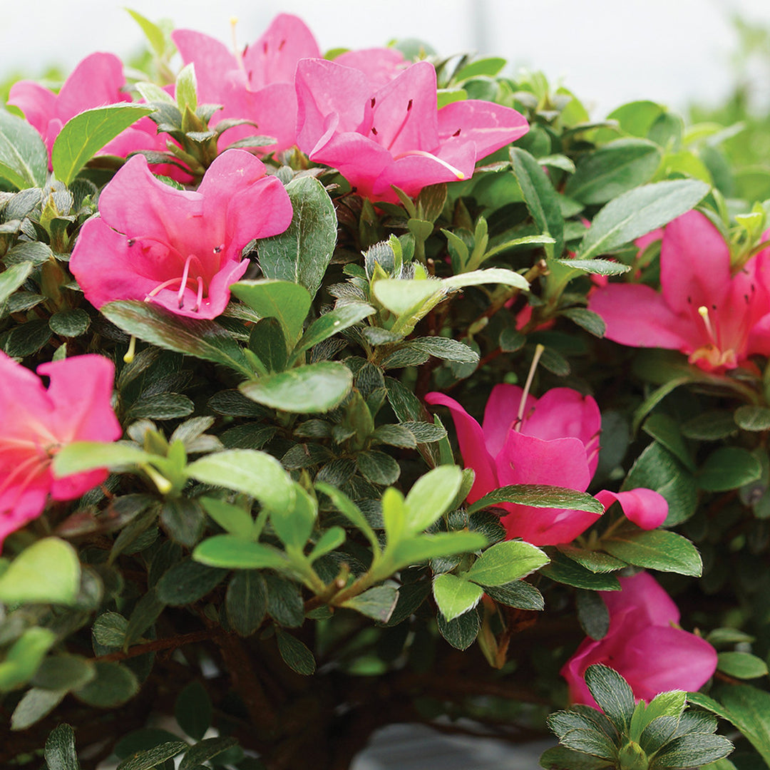 Pink Satsuki Azalea blomsterfrø til plantning - 100 stk