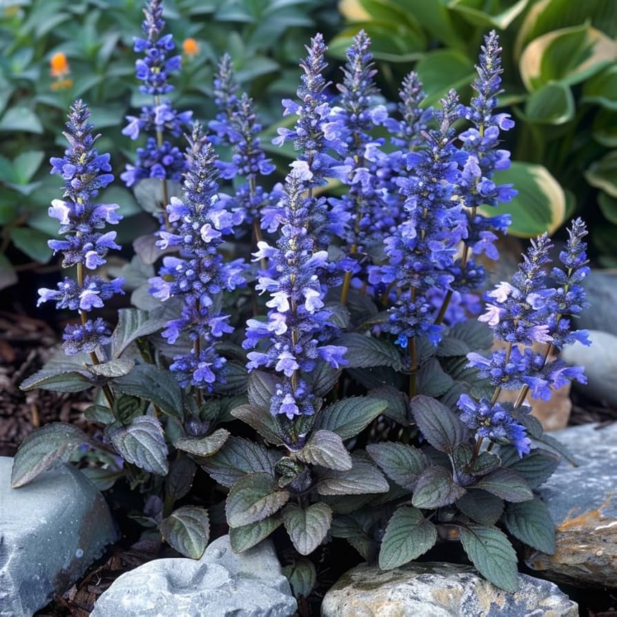 Ajuga Flower Seeds for Planting 100 pcs