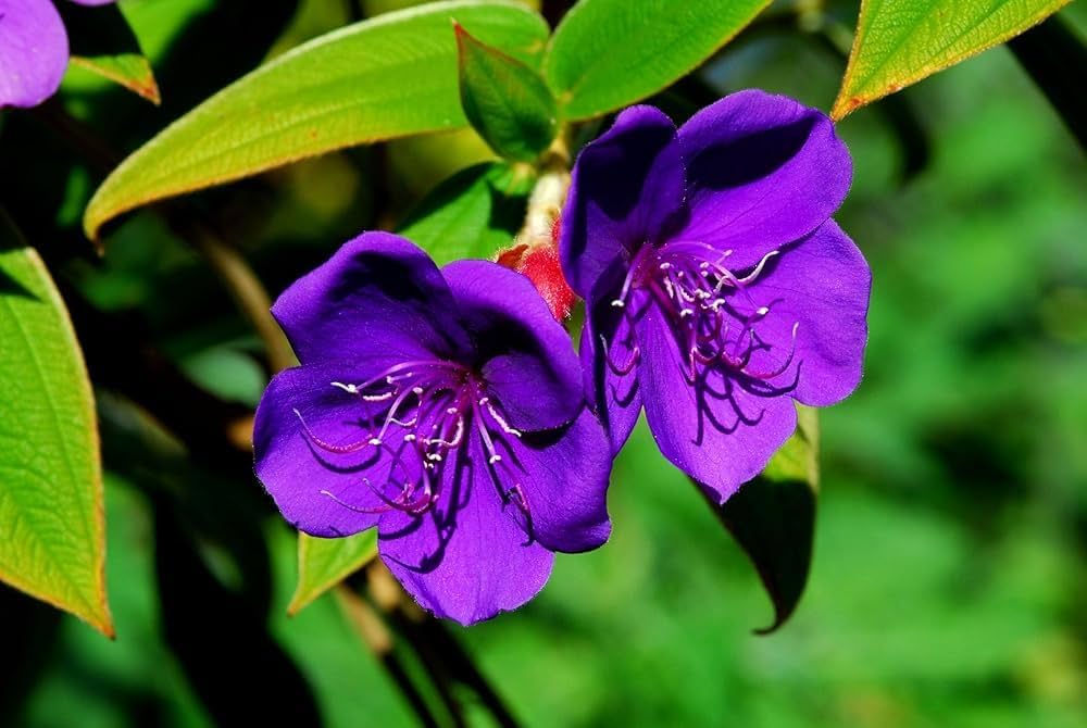 Purple Tibouchina Flower Seeds for Planting - 100 pcs