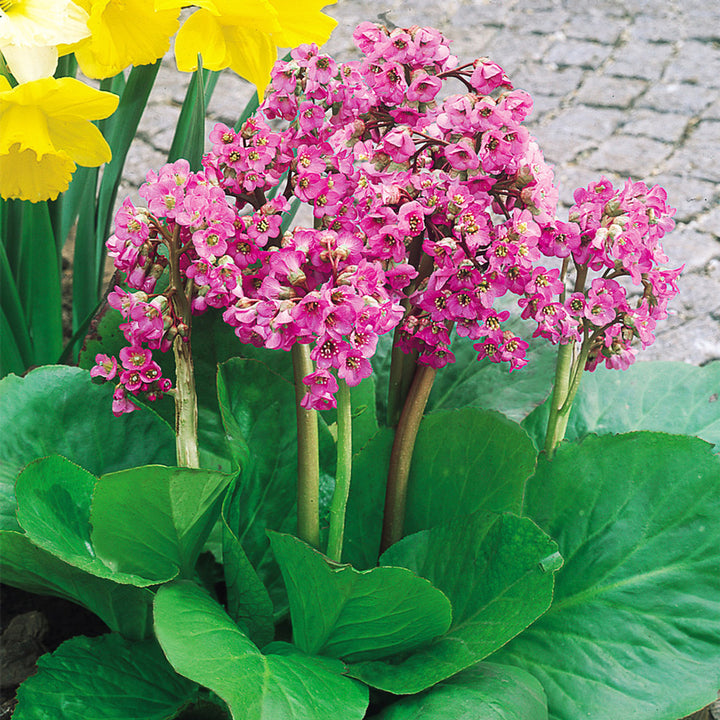 Blandede Bergenia Cordifolia Blomsterfrø til udplantning - 100 stk