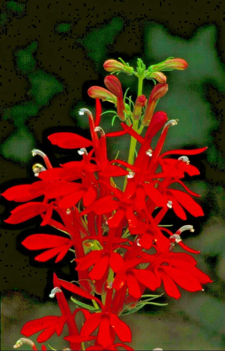 Heirloom Non-GMO Cardinal Flower Seeds for Garden Planting – Vibrant Red Hummingbird Blooms