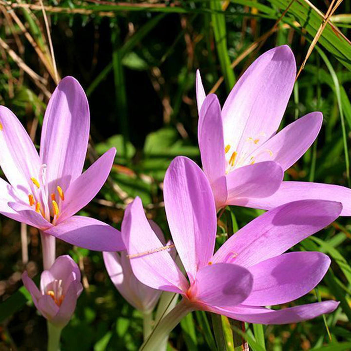 purple heirloom flower seeds