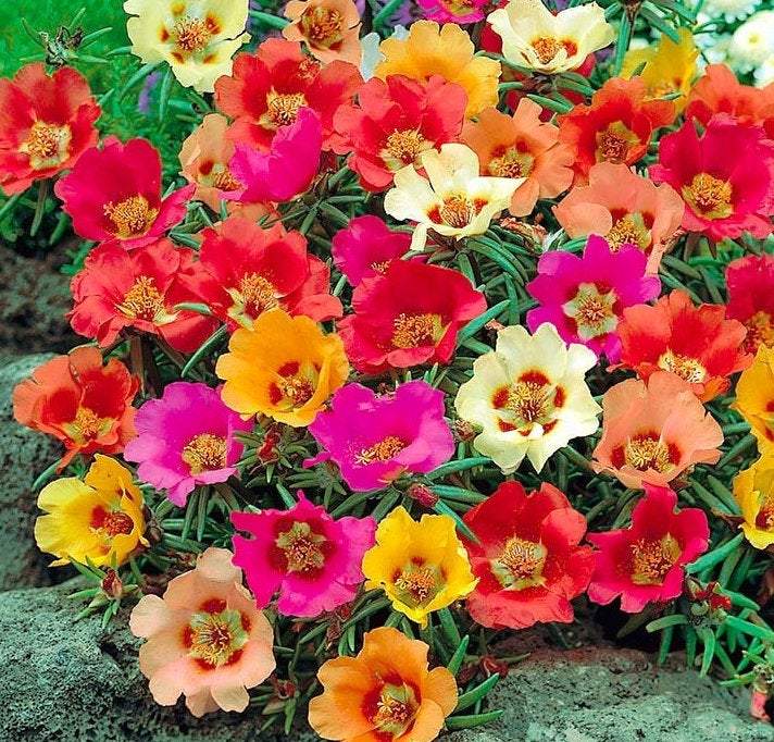 Mix Rose Moss Flower Seeds for Planting - 100 pcs