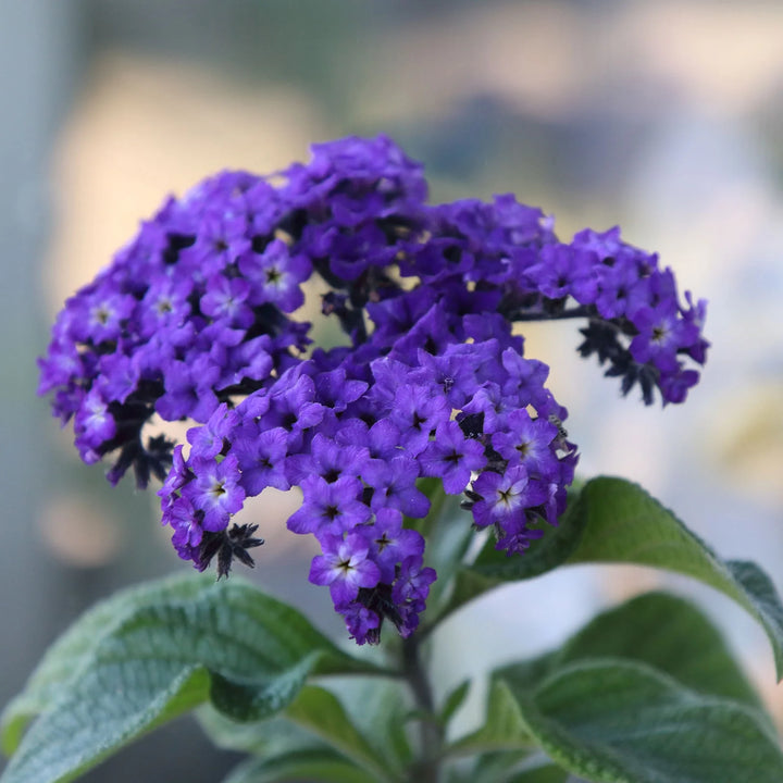 Heirloom Heliotrope Marine Flower Seeds, Non-GMO Fragrant Purple Blooms for Pollinator Garden Planting