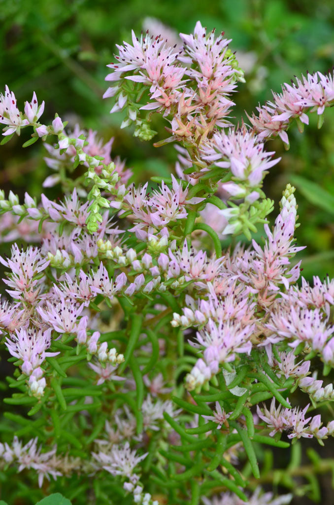 Heirloom Non-GMO Pink Green Sedum Seastar Flower Seeds for Planting – Unique Ground Cover Blooms