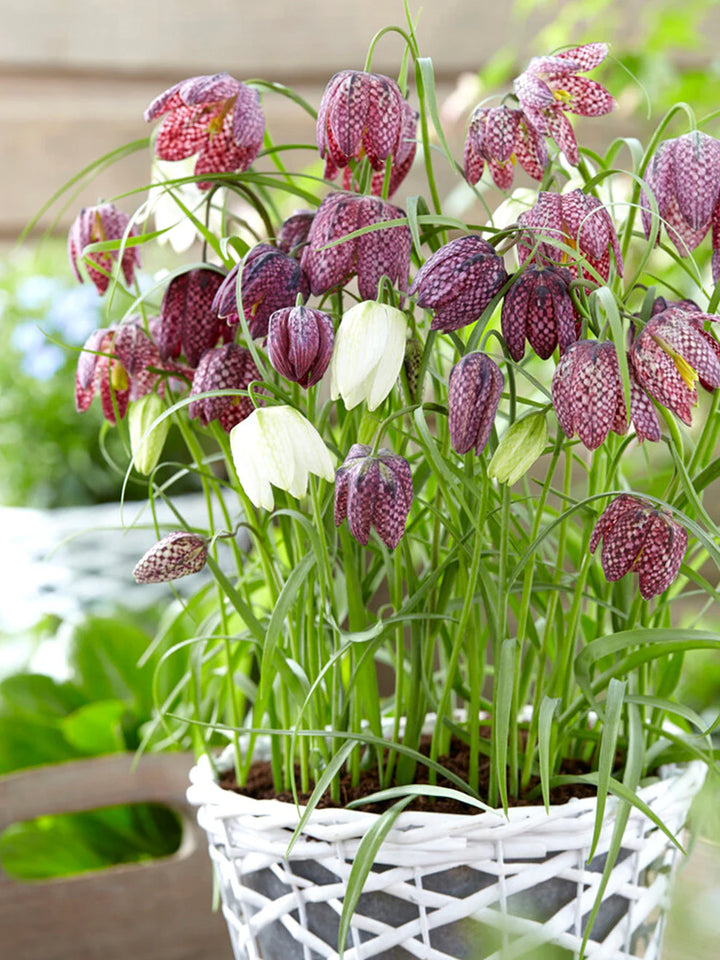 Fritillaria Plantefrø til udplantning - 100 stk