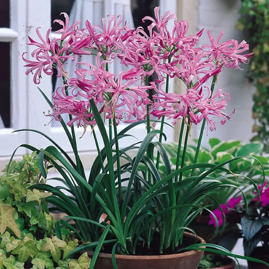 Pink Agapanthus blomsterfrø til udplantning - 100 stk