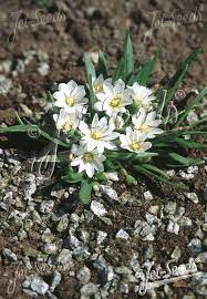 Hvide Nevadensis blomsterfrø til plantning - 100 stk