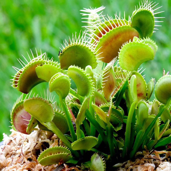 Venus Fly Trap Flower Seeds for Planting - 100 pcs