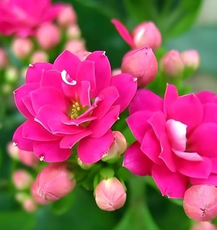 Pink Kalanchoe Flower Seeds – Heirloom Non-GMO Succulent Blooms for Indoor and Outdoor Gardens