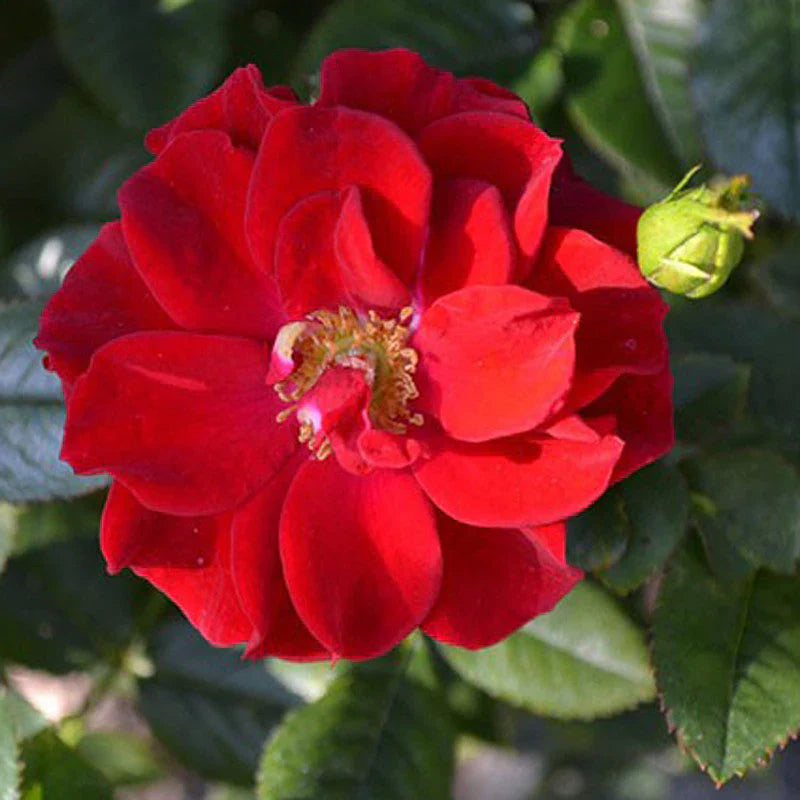 rose rosa flower seeds