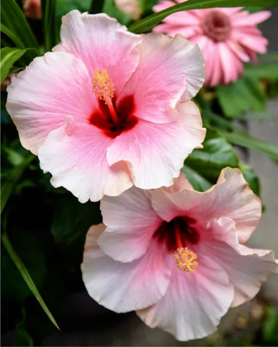 Heirloom Non-GMO Pale Pink Hibiscus Flower Seeds – Soft Tropical Blooms for Garden Planting