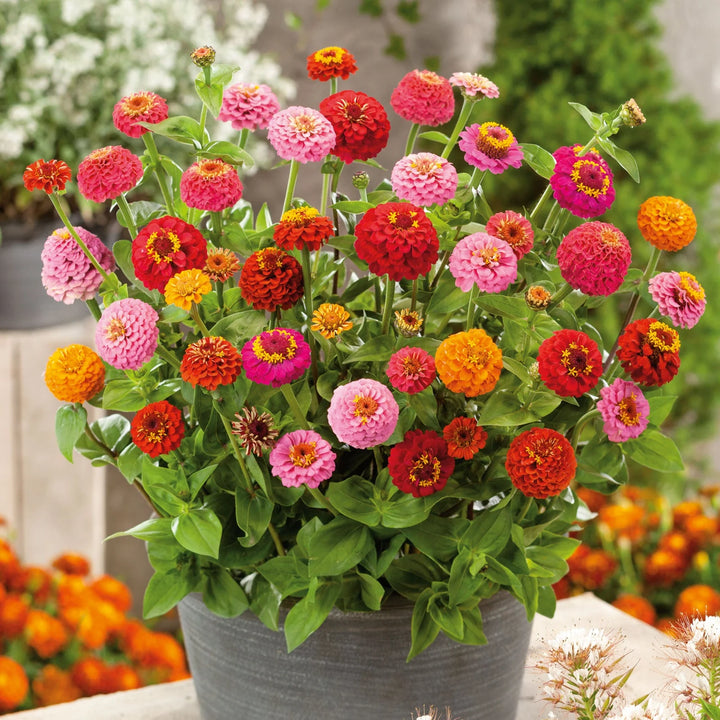Heirloom Non-GMO Mixed Thumbelina Flower Seeds for Compact Colorful Garden Planting