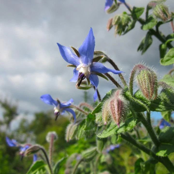 Mørkeblå Borage Blomsterfrø til udplantning, 100 stk