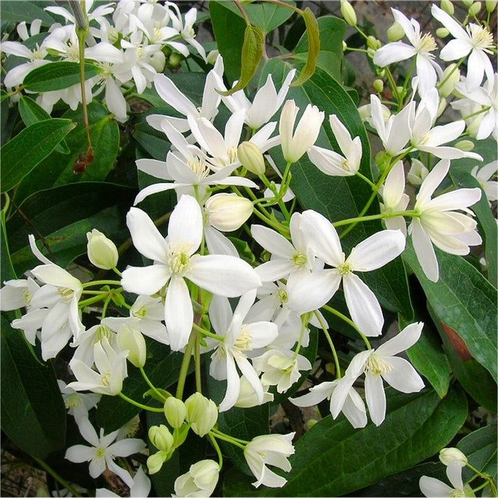 Heirloom Clematis Montana Flower Seeds, Non-GMO Climbing Blooms for Planting