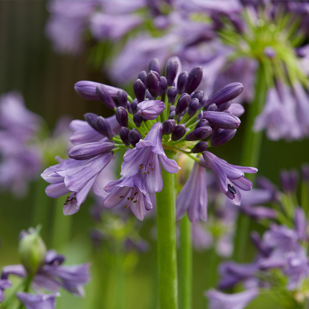 agapanthus seeds from flower Heirloom Non-GMO Violet Agapanthus Flower Seeds for Elegant Border Garden Planting