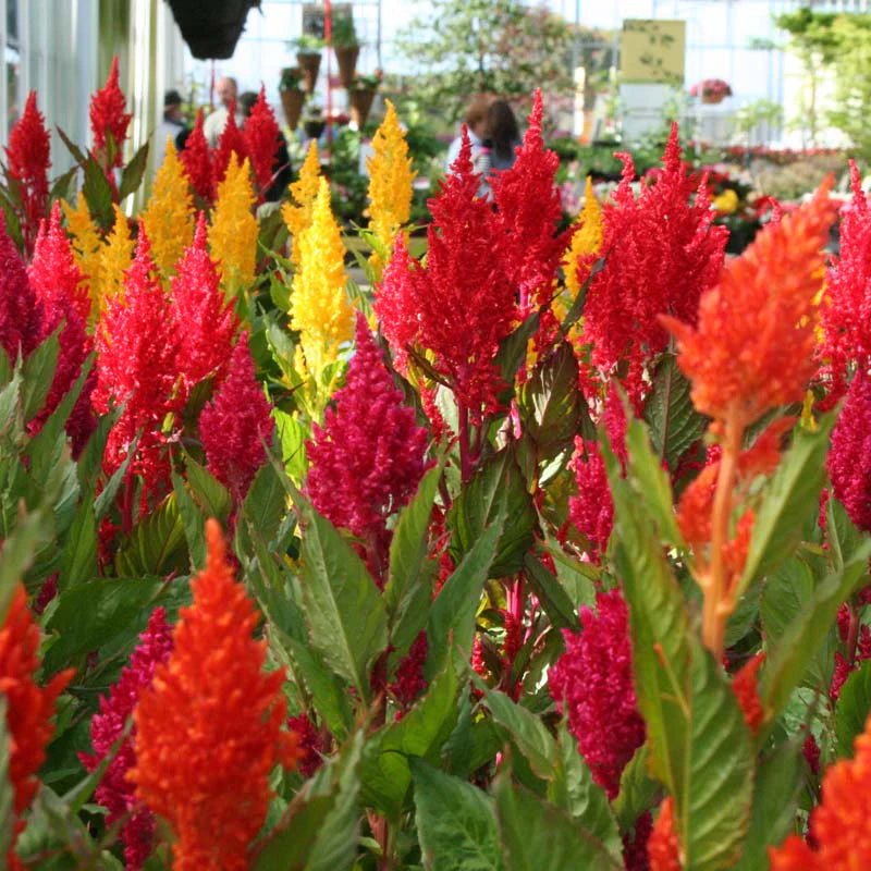 Blandede Celosia Argentea blomsterfrø til plantning - 100 stk