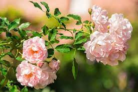 Pink Dawn Rose Flower Seeds for Planting - 100 pcs