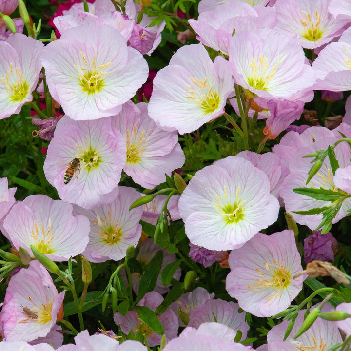 Light Pink Primrose Flower Seeds – Heirloom Non-GMO Evening Blooms for Garden Ground Cover