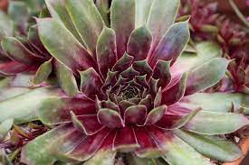 Living Stone Sempervivum Plant Seeds for Planting – Mixed Colors – Heirloom, Non-GMO, High Germination Succulent Seeds