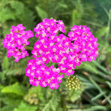 Pink Achillea Yarrow Flower Seeds for Planting - 100 pcs