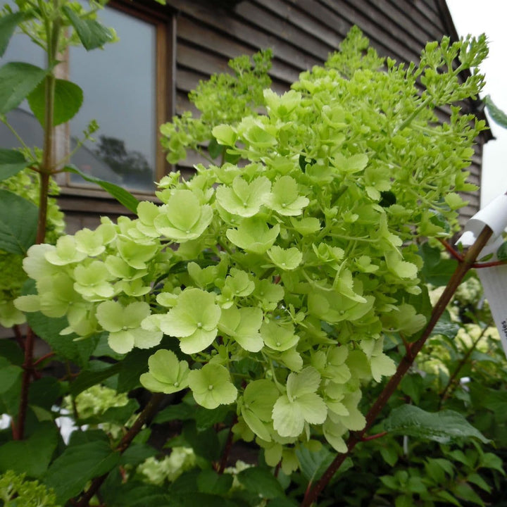 Heirloom Thick Green Hydrangea Flower Seeds, Non-GMO Vibrant Blooms for Planting