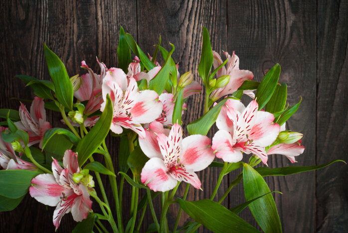 Alstroemeria blomsterfrø til plantning, eksotiske blomster, 100 stk