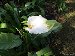 White Zantedeschia Aethiopica Flower Seeds for Planting - 100 pcs