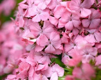 Light Pink Dianthus Flower Seeds for Planting, 100 pcs