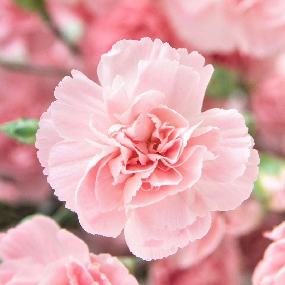 Pink Carnations Flower Seeds for Planting - 100 pcs