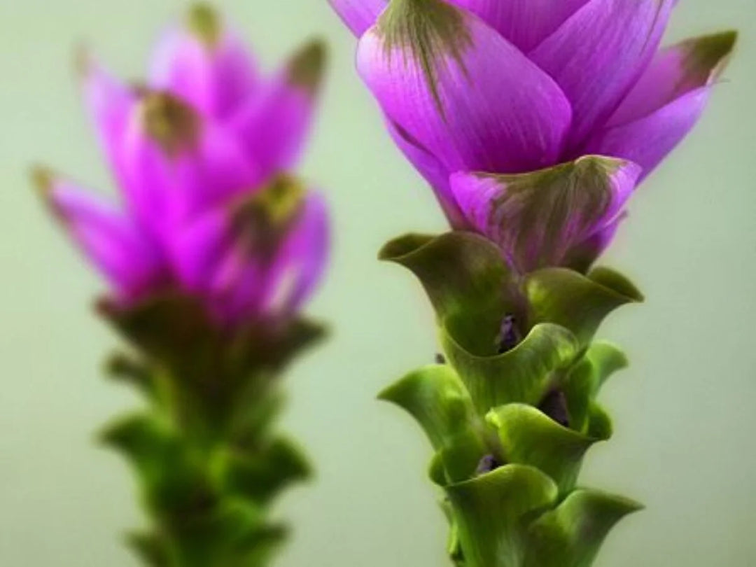 Organic Purple Curcuma Flower Seeds for Planting – Heirloom, Non-GMO