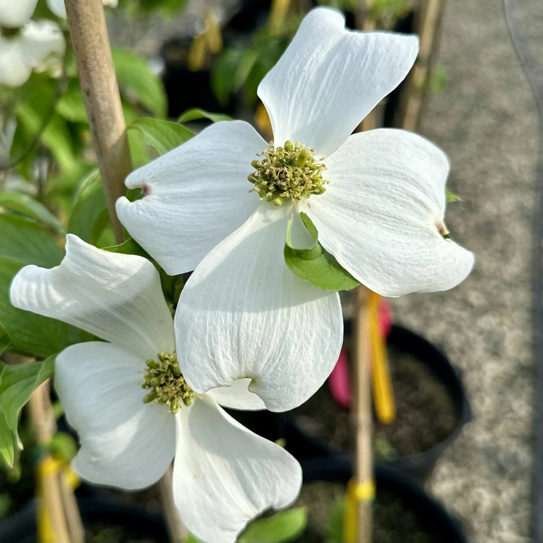 flower seeds florida Cornus Florida Seeds for Planting – Organic Heirloom Non-GMO High Germ – Neeraseeds
