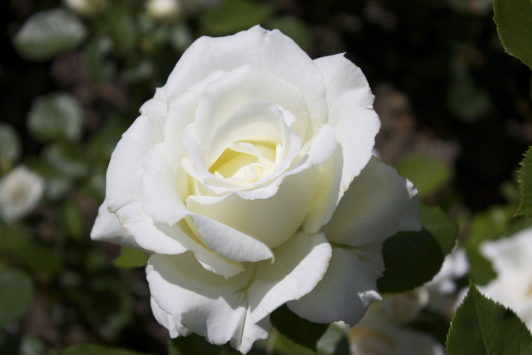 Heirloom Non-GMO White Rose Seeds for Garden Planting