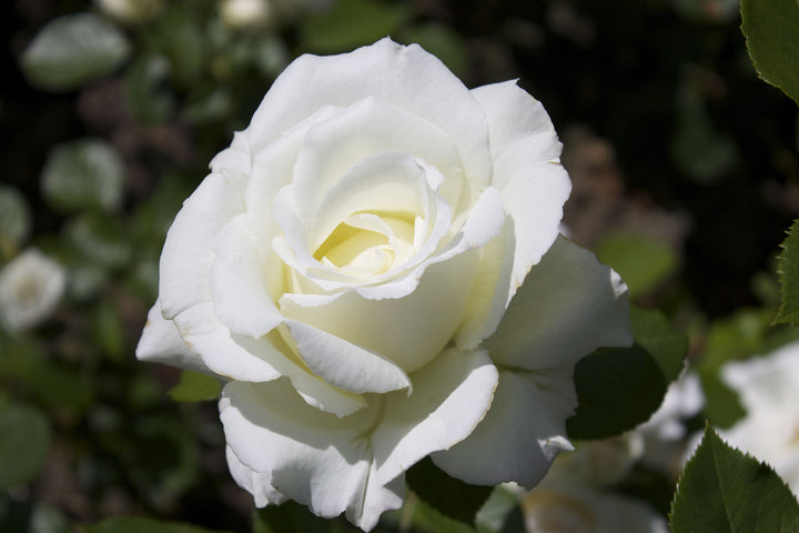 Heirloom Non-GMO White Rose Seeds for Garden Planting