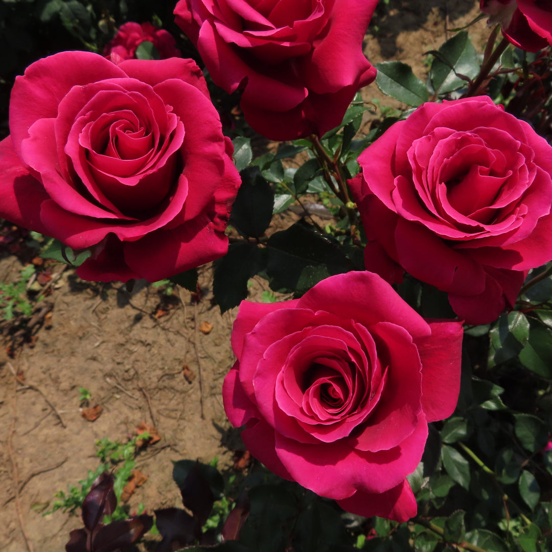 red rose seeds online Red Thornless Rose Flower Seeds for Planting
