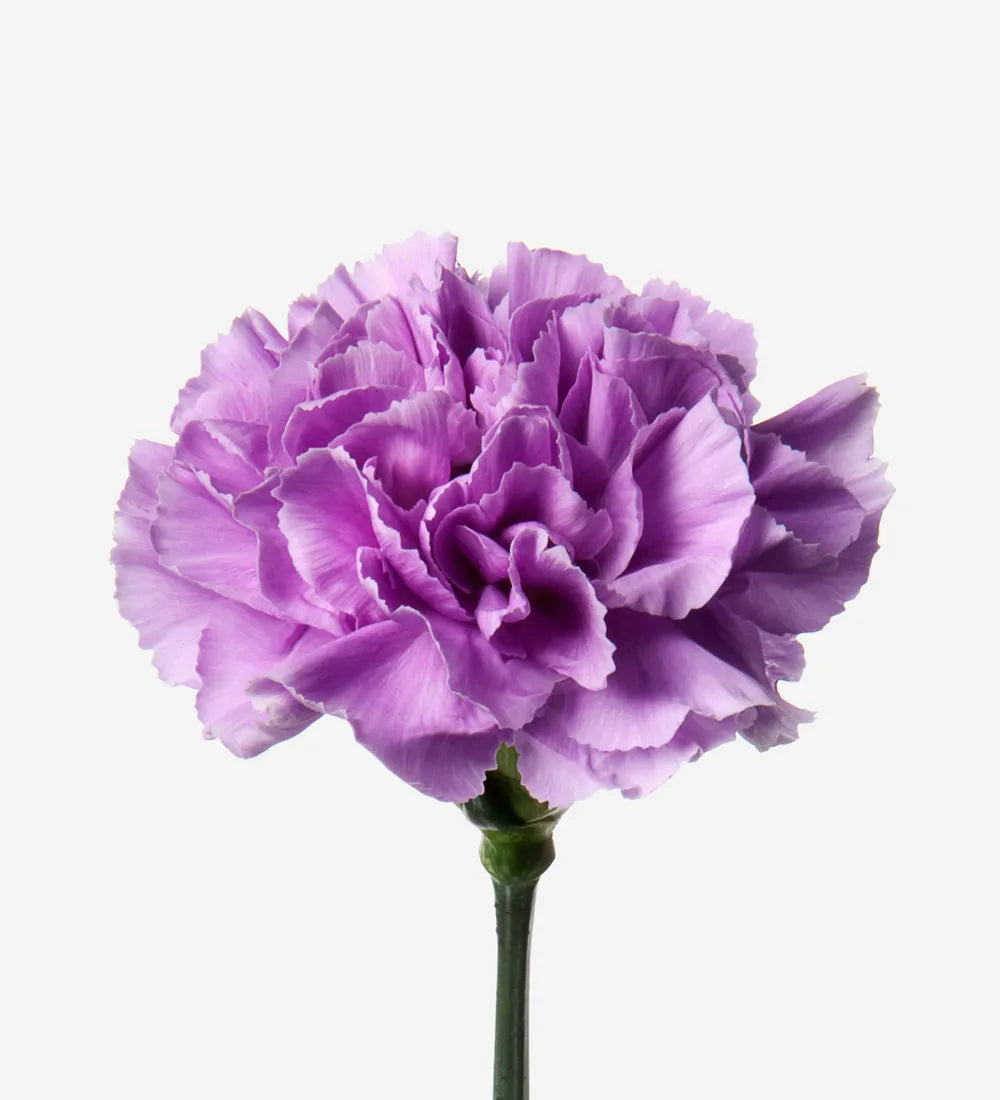 Heirloom Lavender Carnation Flower Seeds, Non-GMO Fragrant Blooms for Planting