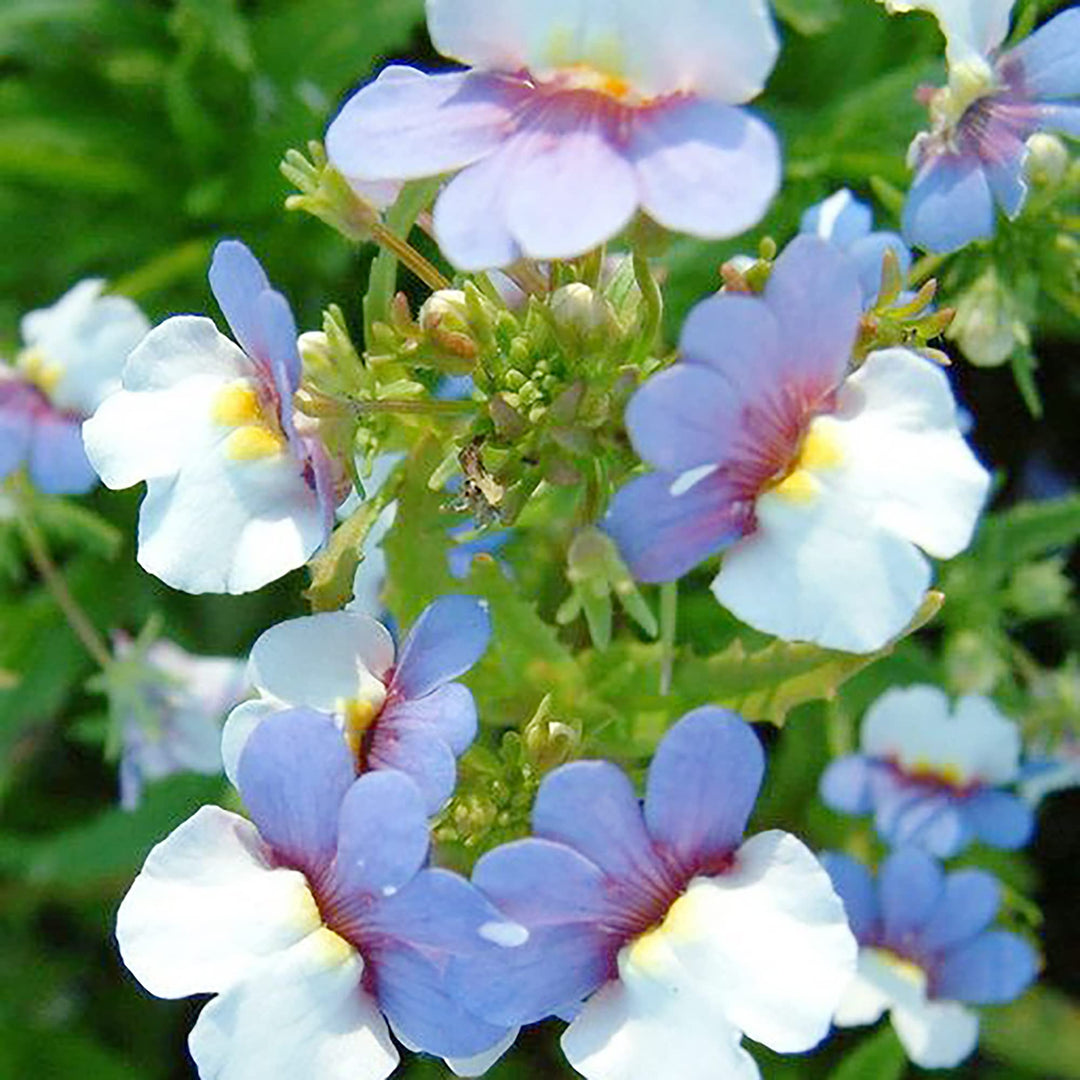 Heirloom Nemesia Strumosa Flower Seeds, Non-GMO Bright Annual Blooms for Colorful Garden Planting