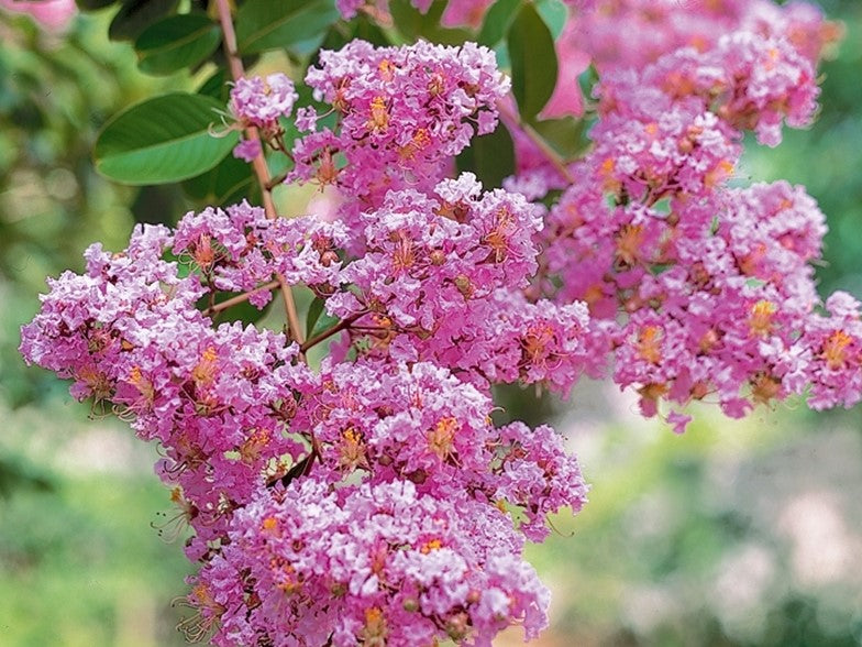 Pink Crape Myrtle Frø til udplantning - 100 stk