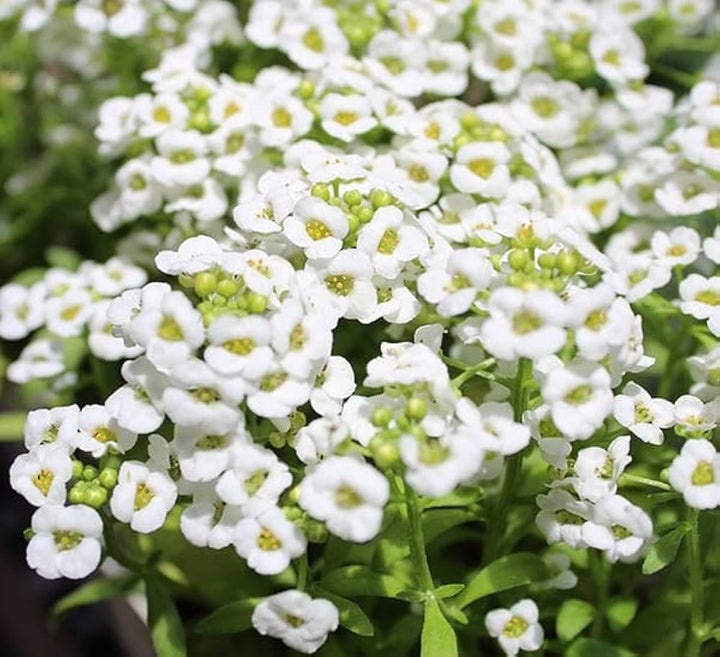 Heirloom Non-GMO Lobularia Flower Seeds for Fragrant Ground Cover and Cottage Garden Planting